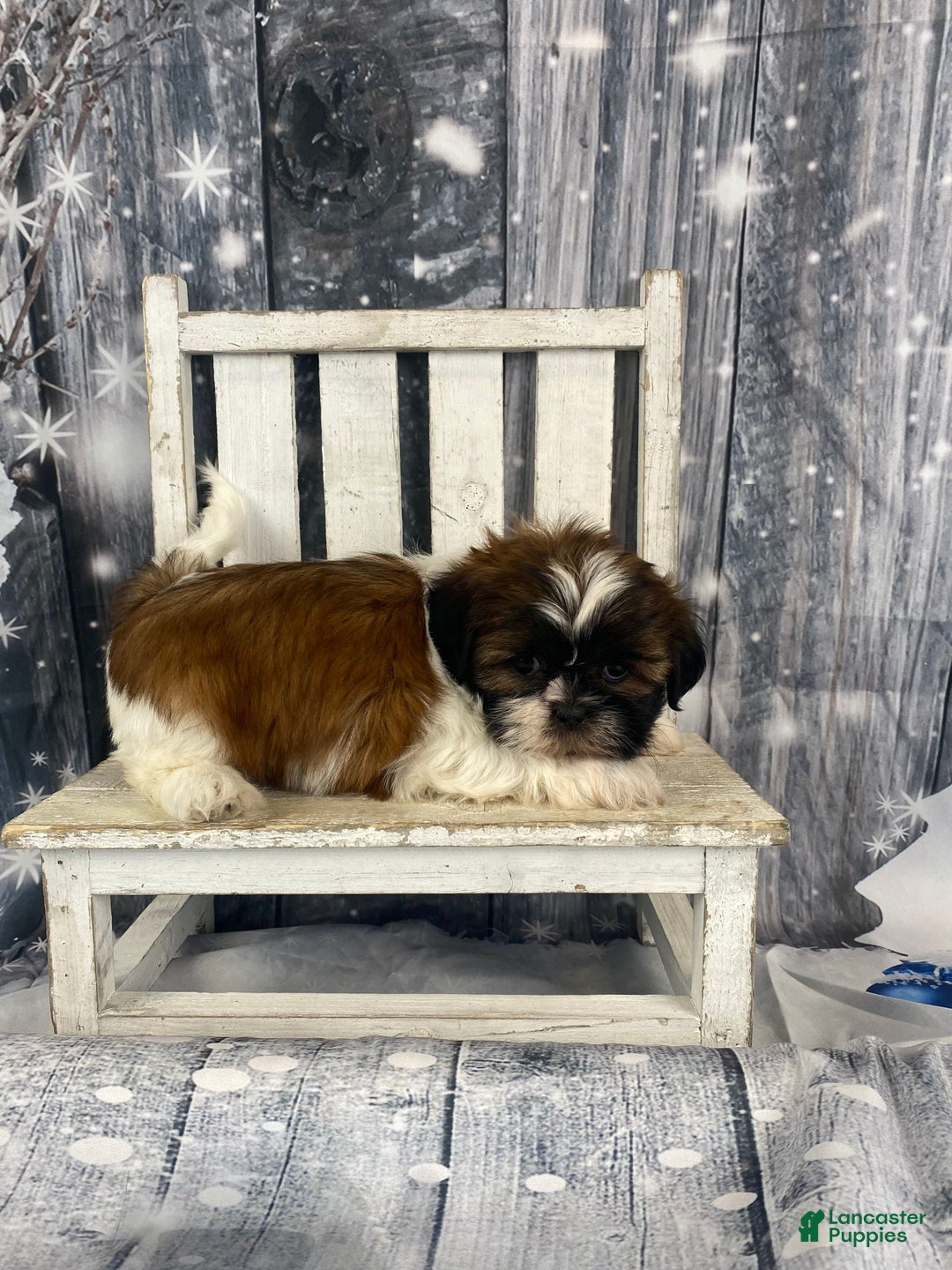 Shih Tzu dogs for sale: Pearl - Ad 5