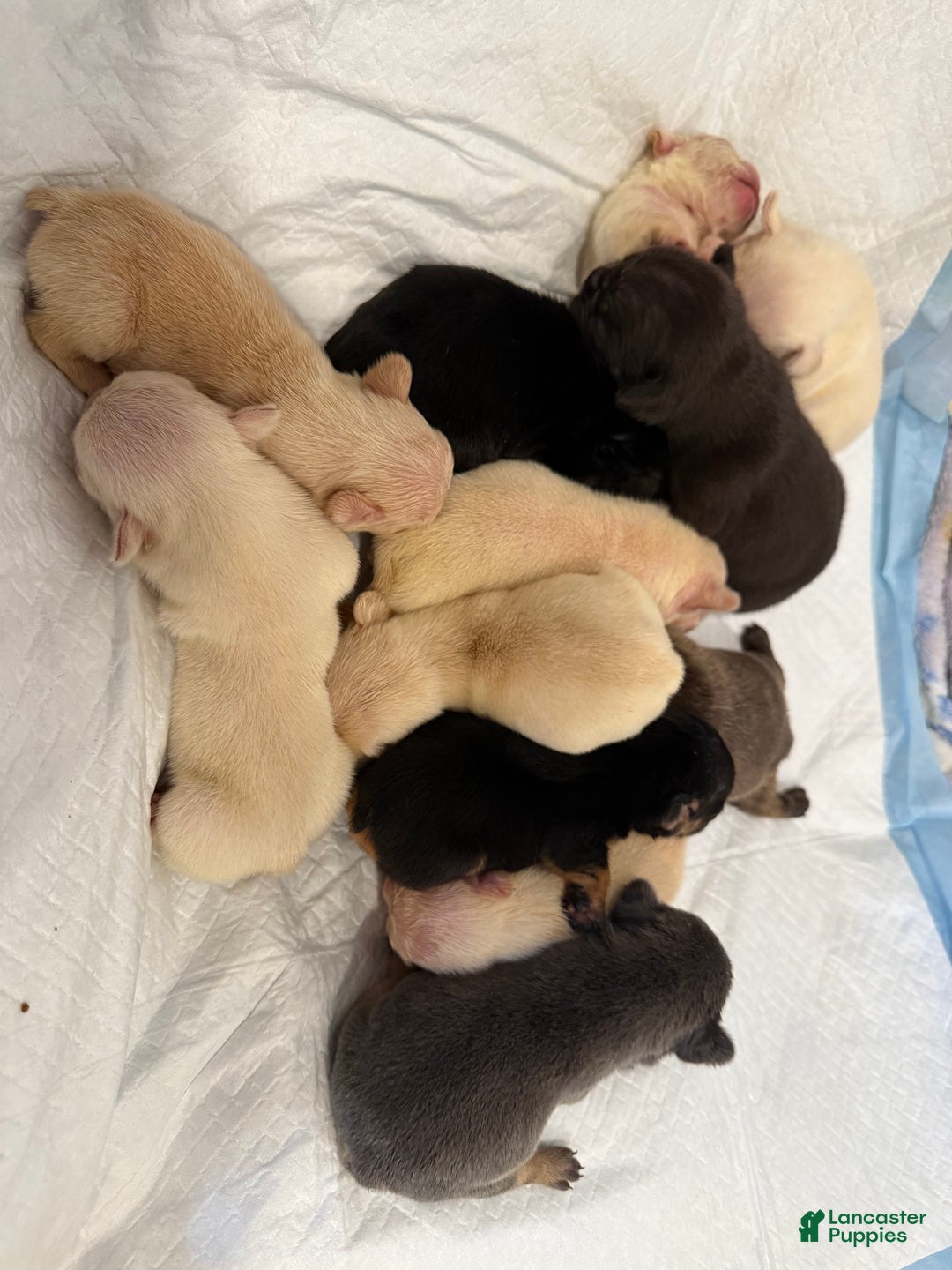 French Bulldog dogs for sale: Shadow  - Ad 6