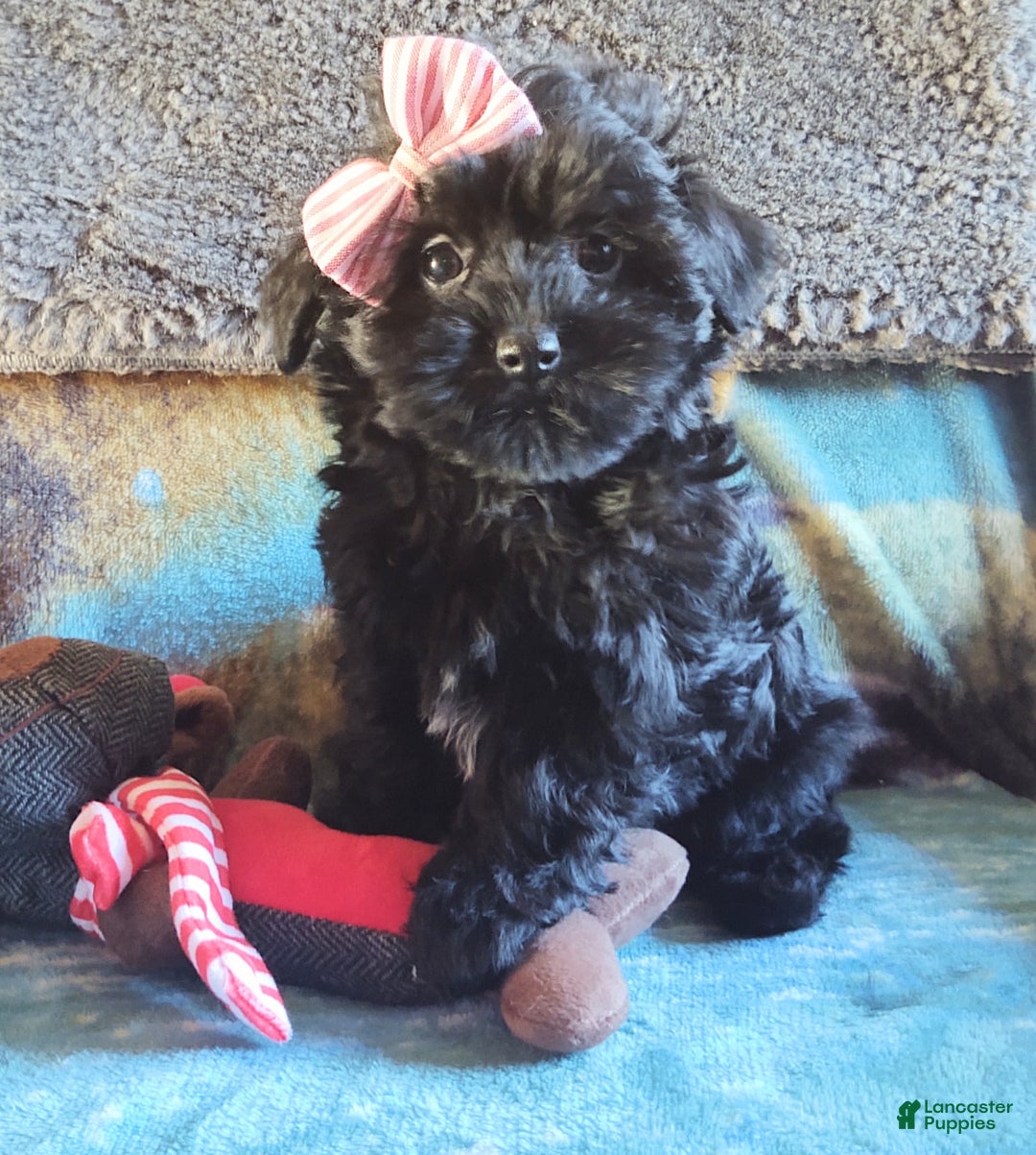 Maltipoo dogs for sale: Rosepop - Ad 3