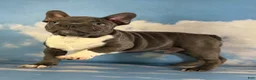 Frenchton dogs for sale: Lionel  - Ad 6