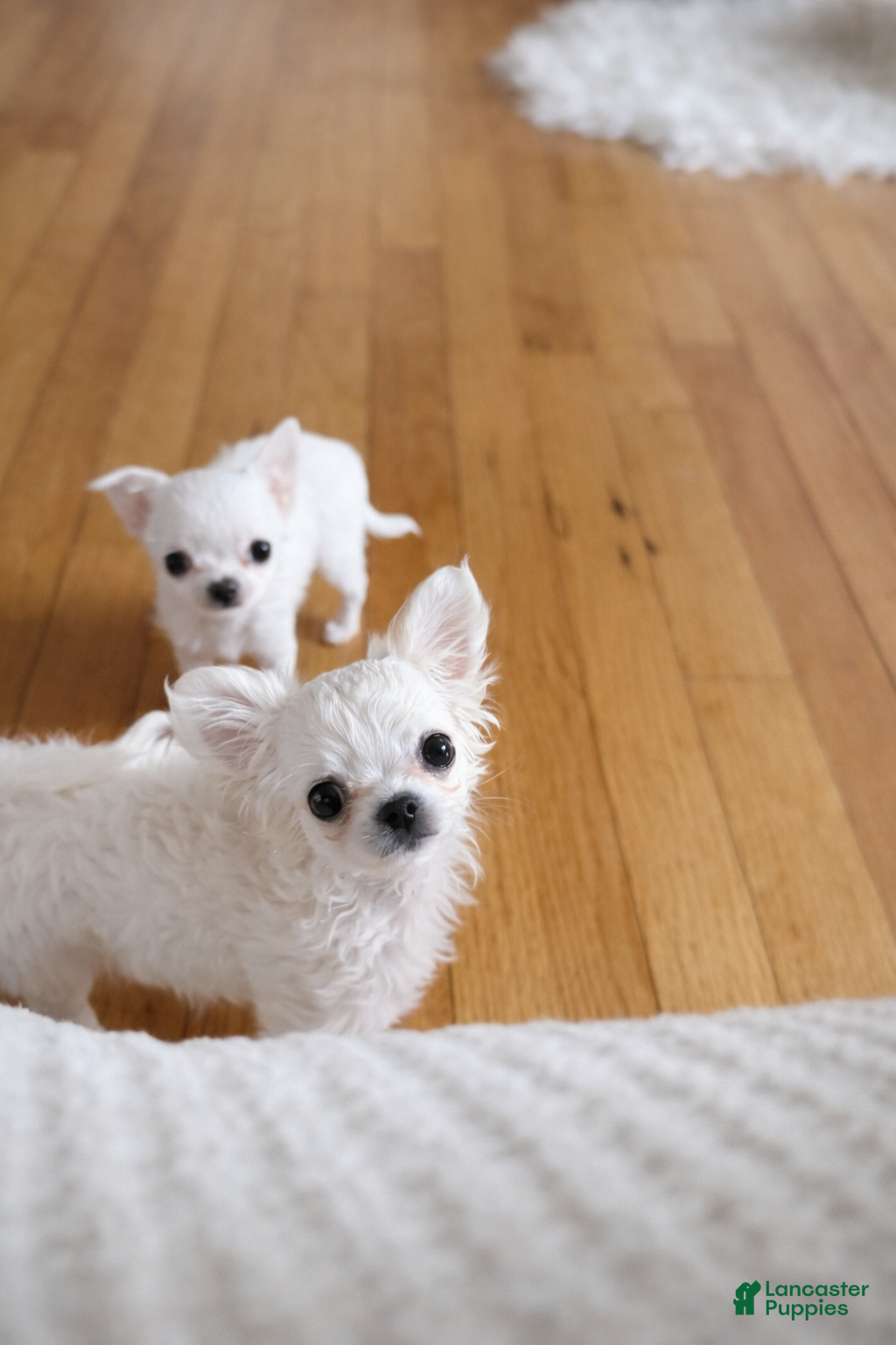 Chihuahua dogs  Puppy 2 - Ad 35