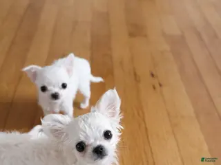 Chihuahua dogs Puppy 2 - Ad 35