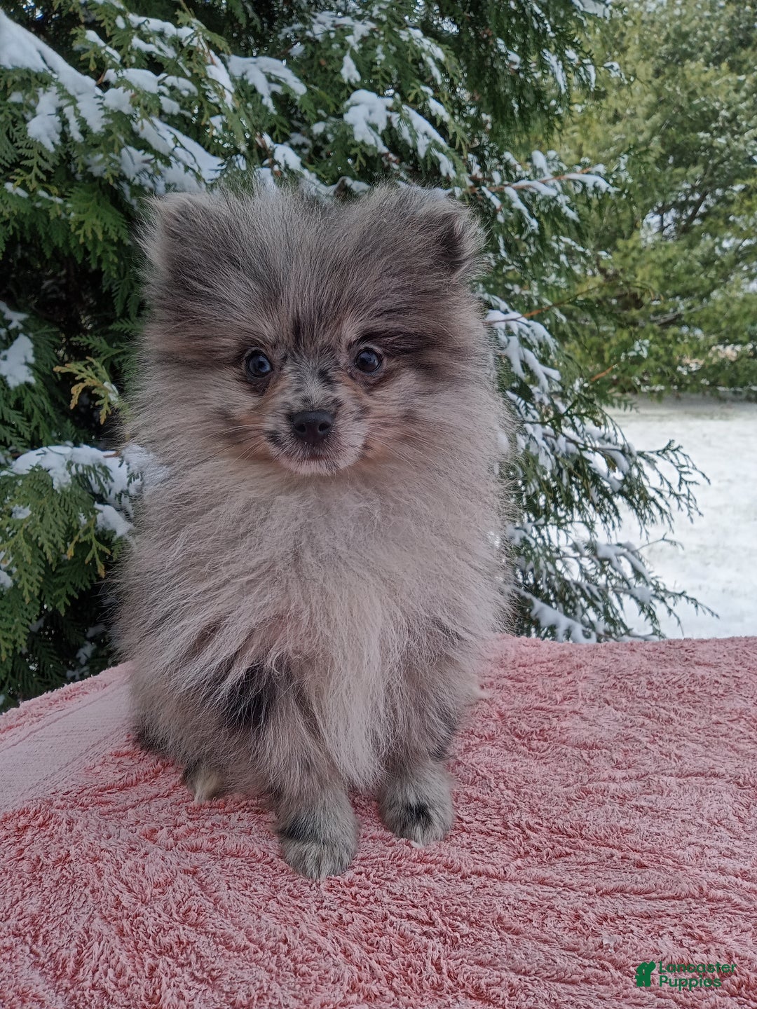 Pomeranian dogs for sale: Sprinkles - Ad 2