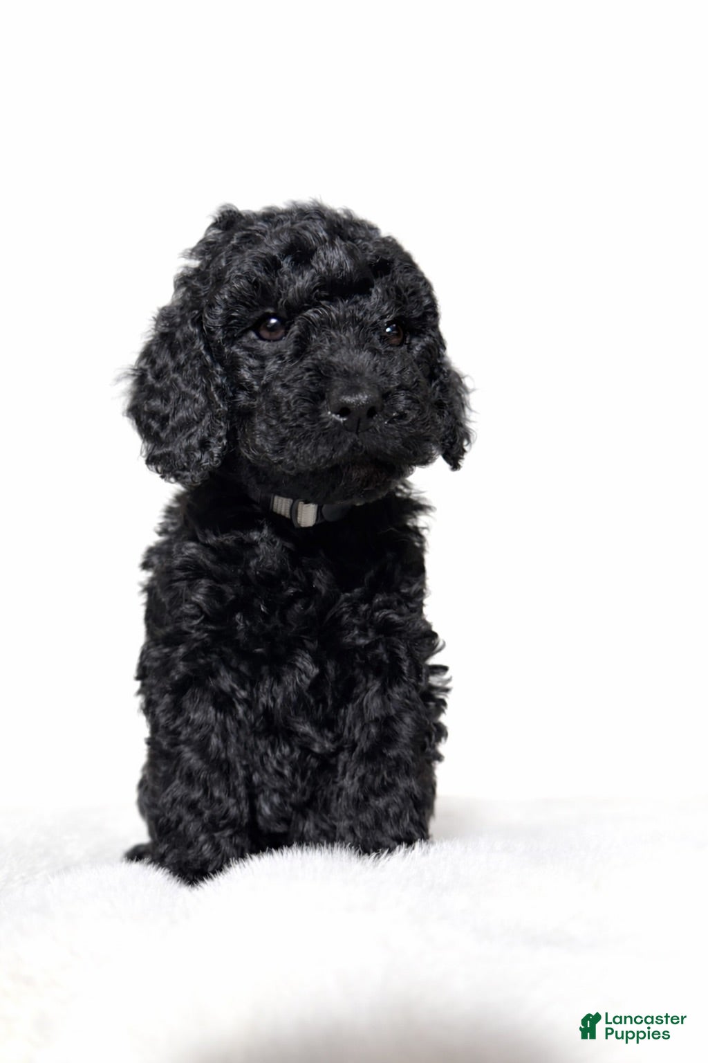 Goldendoodle dogs Black Mini Goldendoodle Male - Ad 5