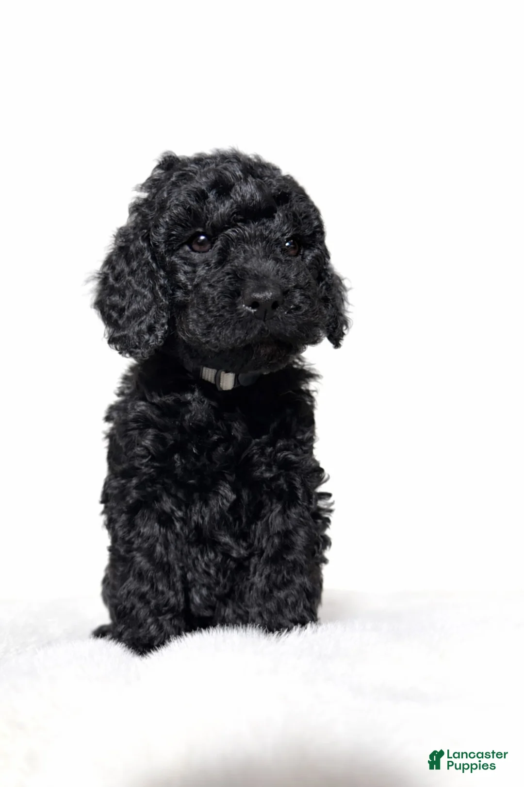 Goldendoodle dogs for sale: Black Mini Goldendoodle Male - Ad 1