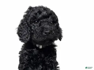 Goldendoodle dogs Black Mini Goldendoodle Male - Ad 5