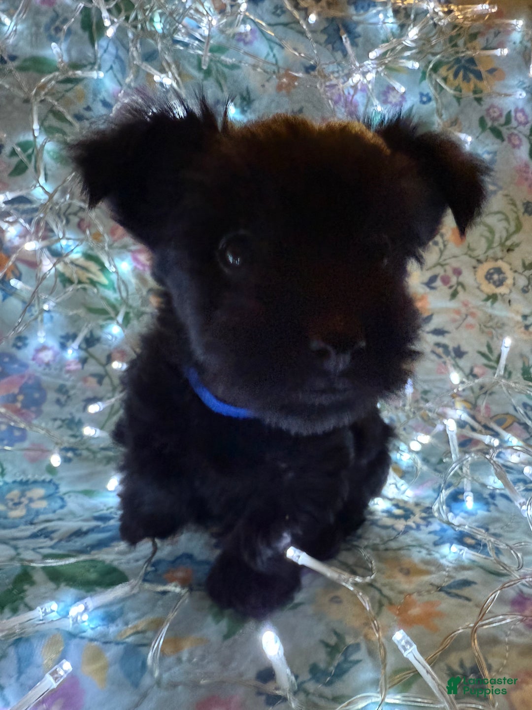 Yorkshire Terrier dogs for sale: Payton - Ad 4