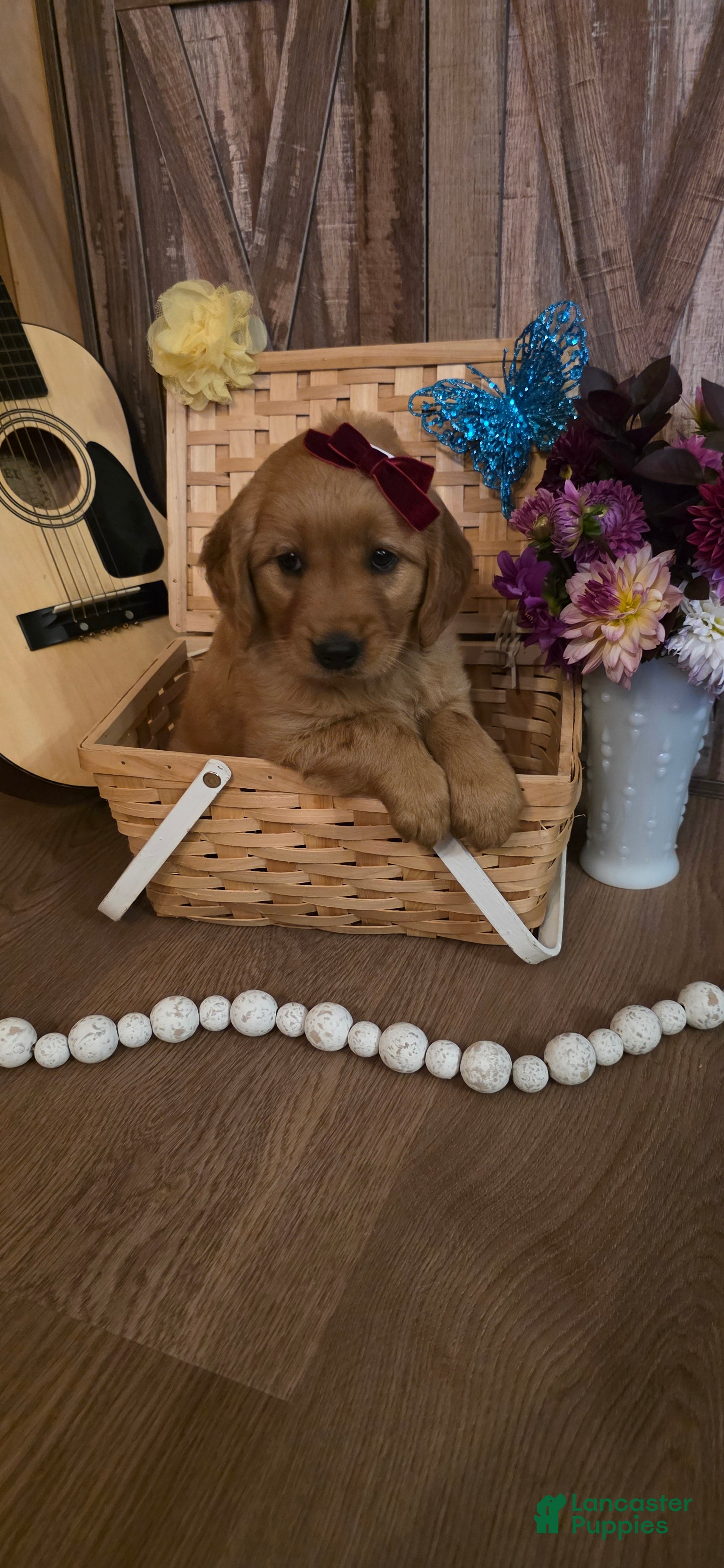 Golden Retriever dogs  Lucy - Ad 1