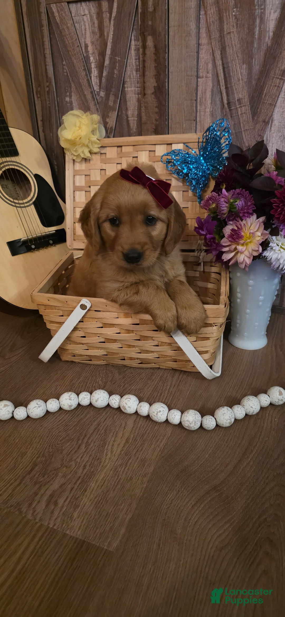 Golden Retriever dogs for sale:  Lucy - Ad 1