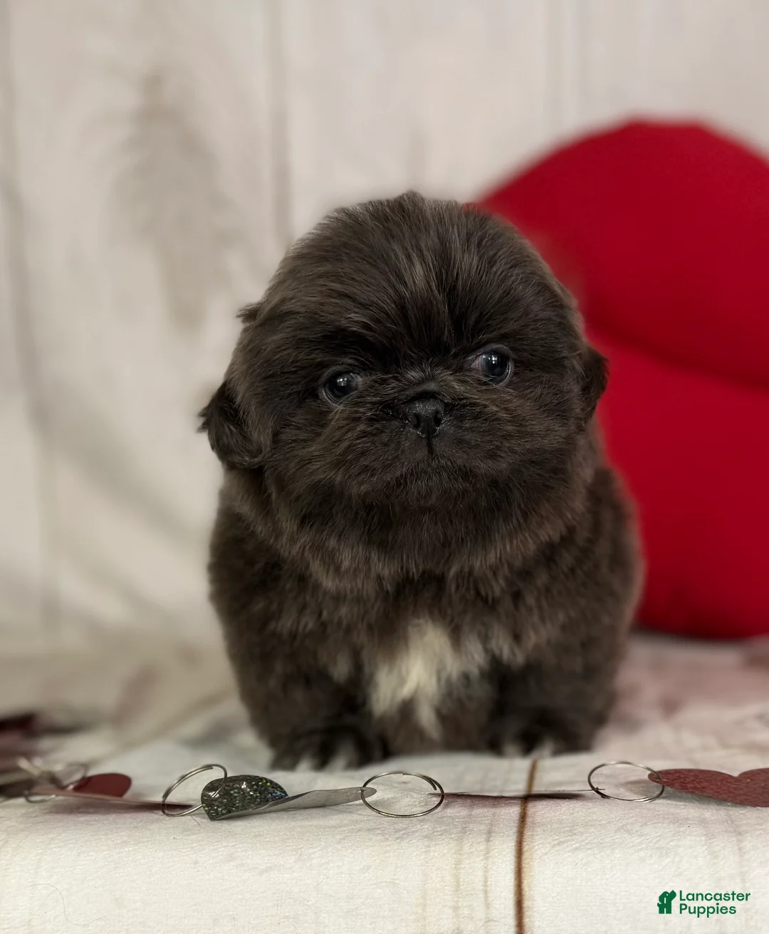 Pekingese dogs for sale: Akc DNA OFA Blue boots  - Ad 18