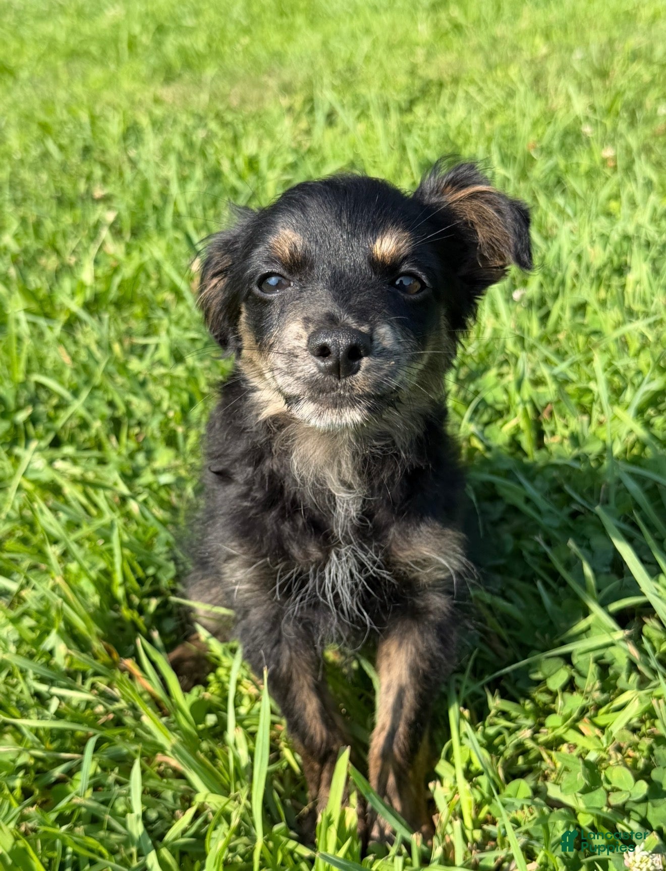 Pomapoo dogs Sparkles - Ad 16