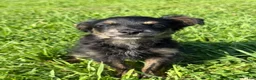 Pomapoo dogs for sale: Sparkles - Ad 1