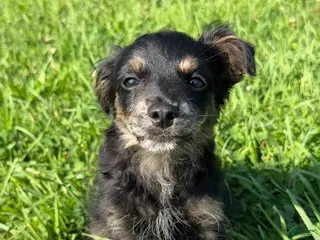 Pomapoo dogs Sparkles - Ad 16
