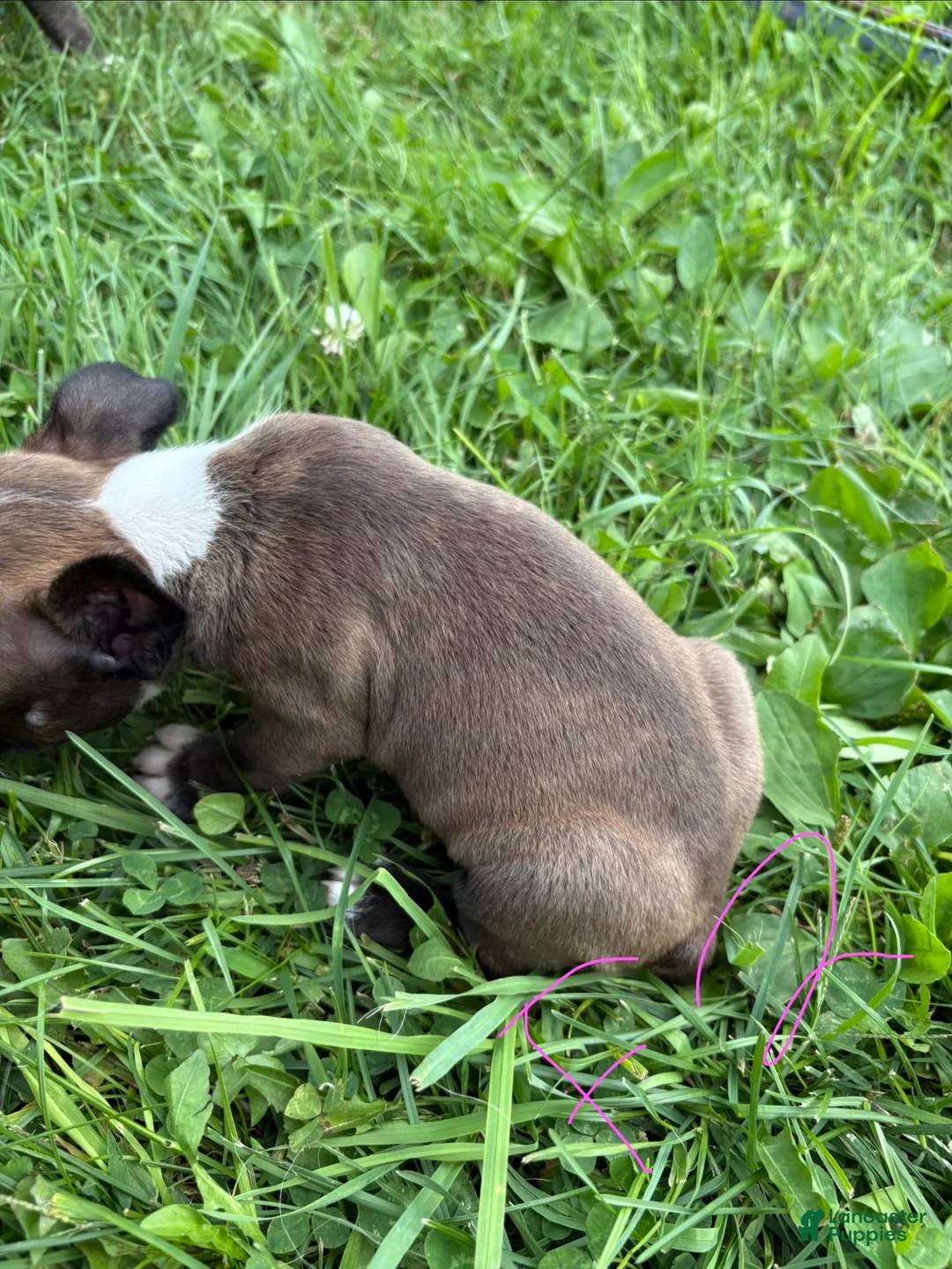 Boston Terrier dogs for sale: Boston Terrier 2 - Ad 2