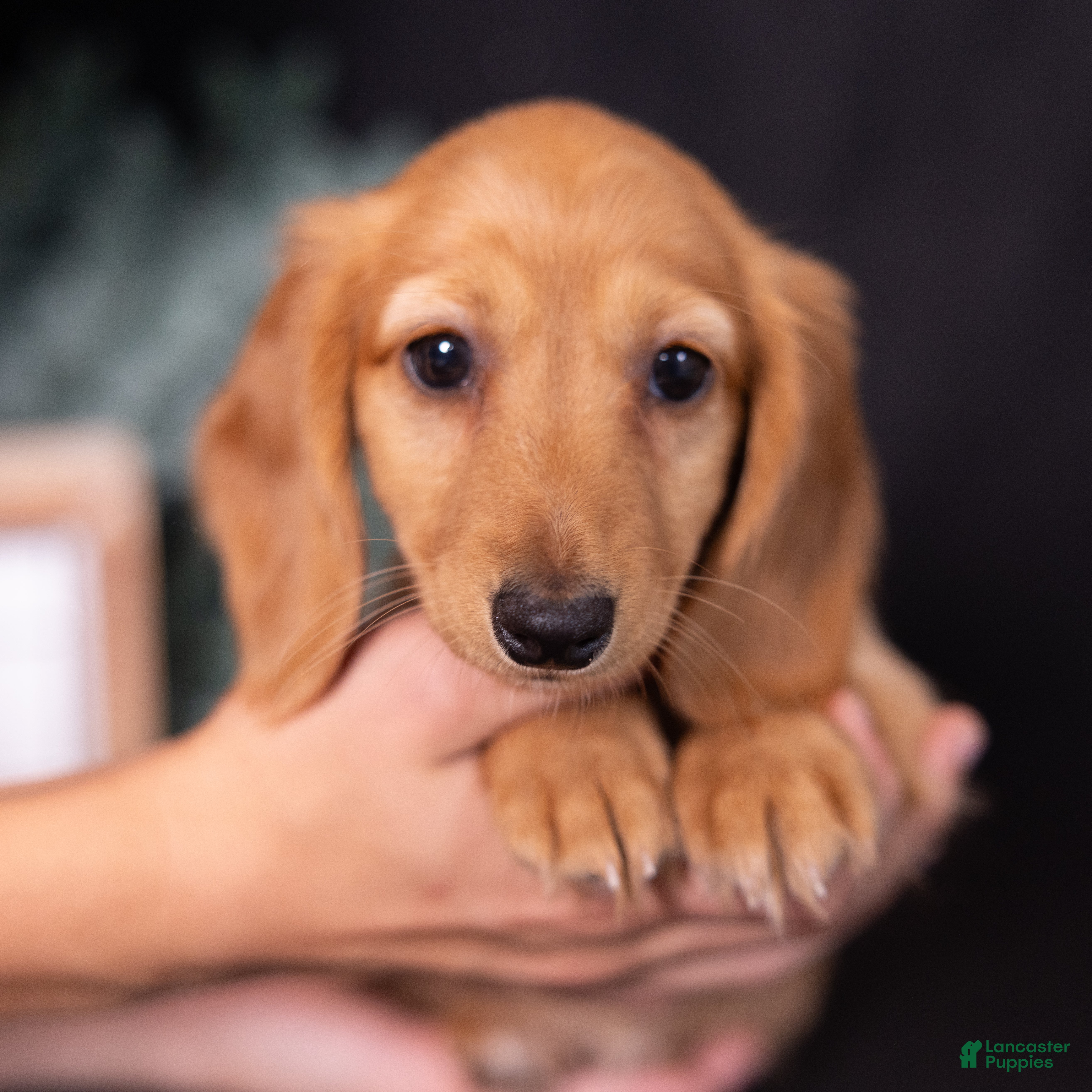 Miniature Dachshund dogs Macchiato  - Ad 1