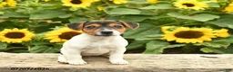 Jack Russell Terrier dogs for sale: Rose  - Ad 2