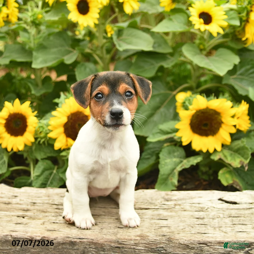 Jack Russell Terrier dogs for sale: Rose  - Ad 2