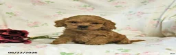 Cockapoo dogs for sale: Curtis - Ad 4