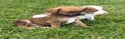 Mixed Breed dogs for sale: Stryker - Ad 4
