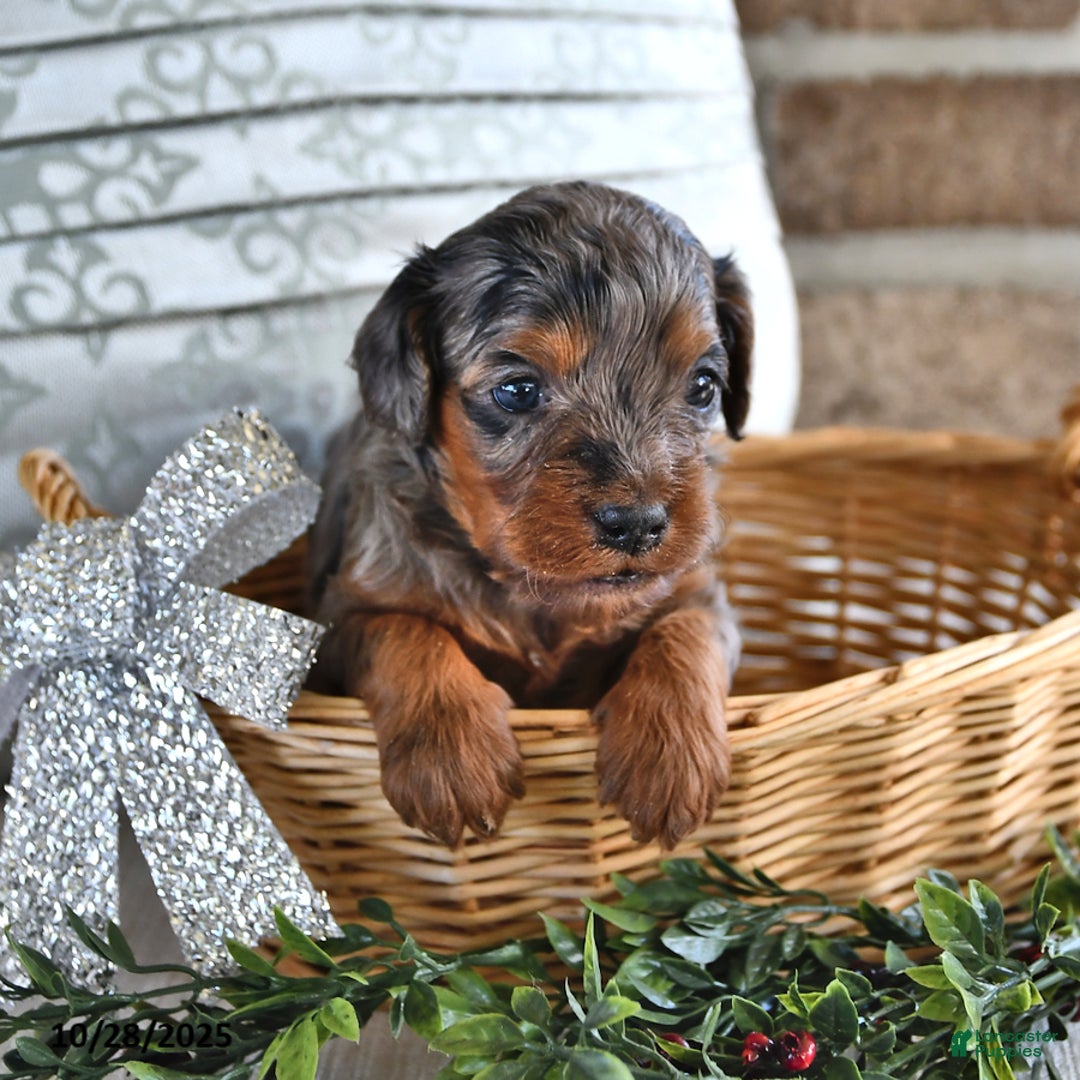 Cavachon dogs for sale: Chai  - Ad 6