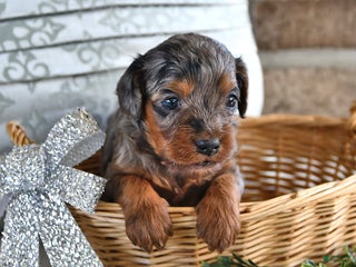 Cavachon dogs - Ad 18