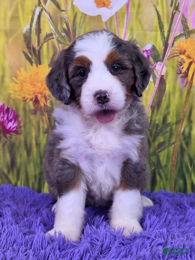 Mini Bernedoodle dogs Tulip - Ad 2