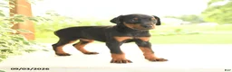 Doberman Pinscher dogs for sale: Ava  - Ad 3