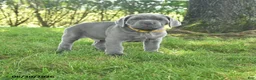 Cane Corso dogs for sale: Runner - Ad 1