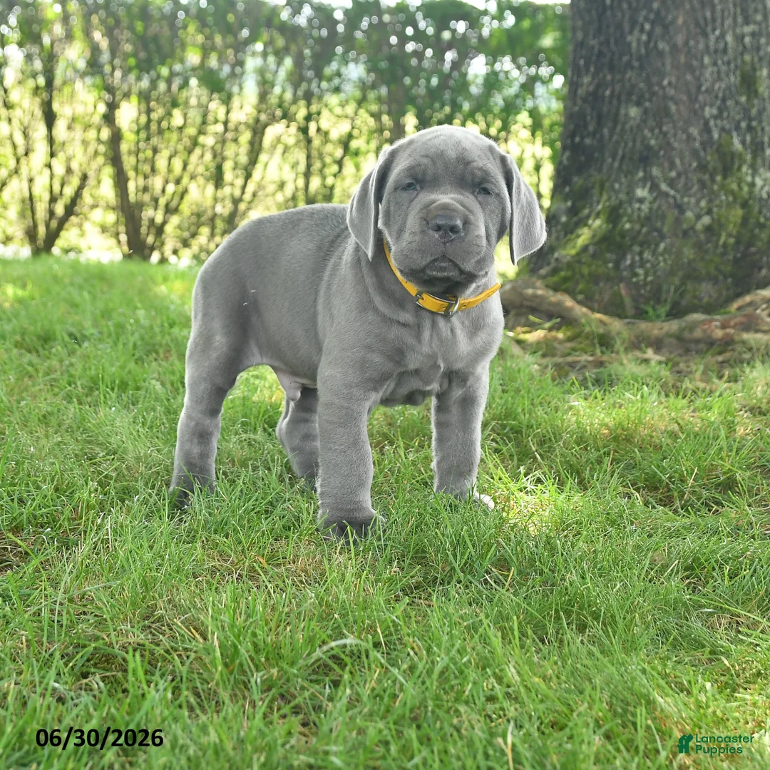 Cane Corso dogs for sale: Runner - Ad 1