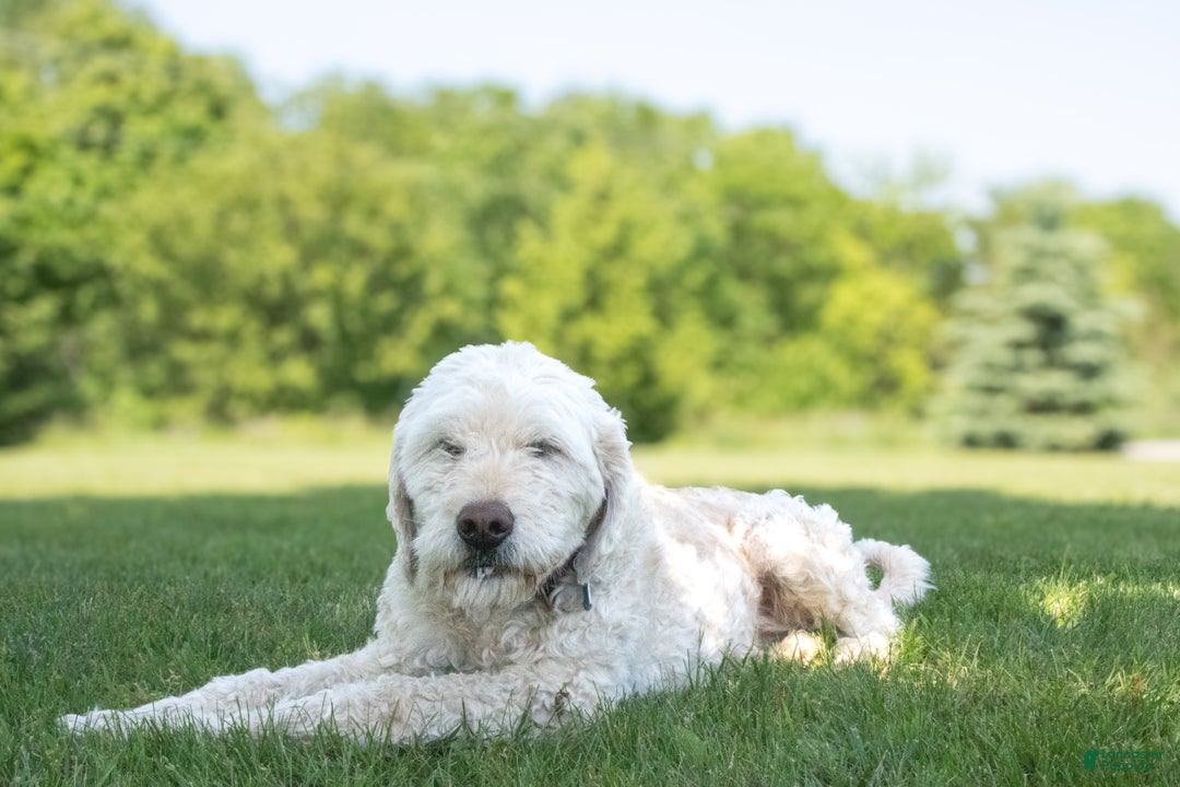 Goldendoodle dogs for sale: Willa - Ad 9