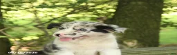 Border Collie dogs for sale: Fancy - Ad 5