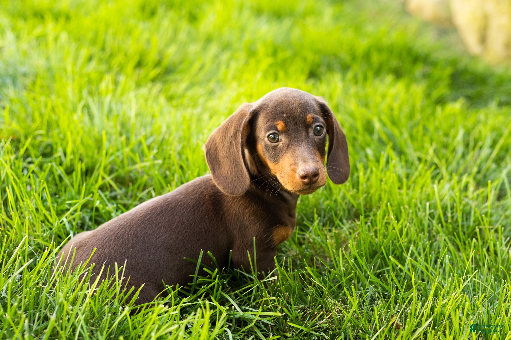 Miniature Dachshund dogs Ivan  - Ad 9