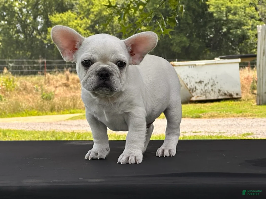 French Bulldog dogs for sale: Papa Smurf - Ad 6