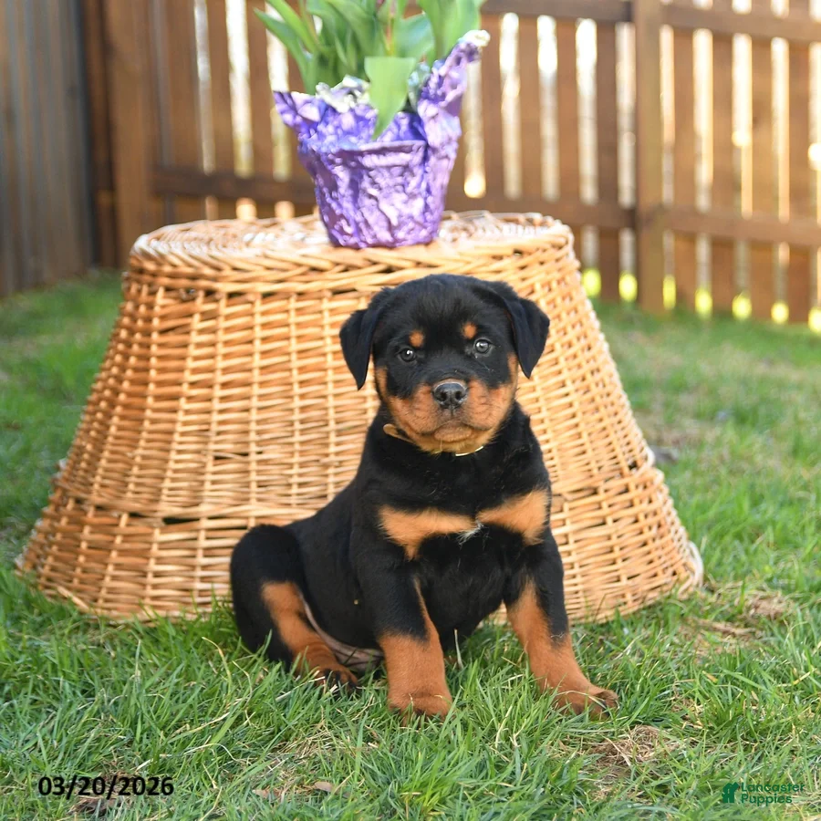 Rottweiler dogs Lucky  - Ad 1