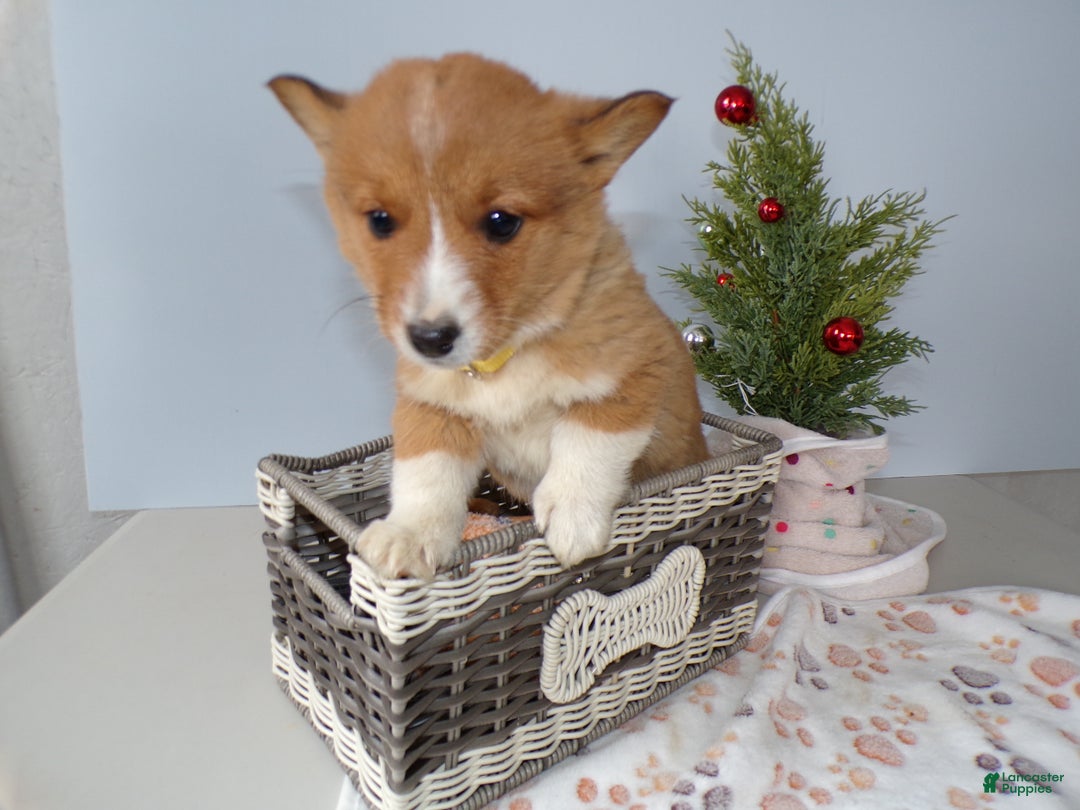 Welsh Corgi Pembroke dogs for sale: Welsh Corgi Pembroke Puppy 1 Sunshine - Ad 3