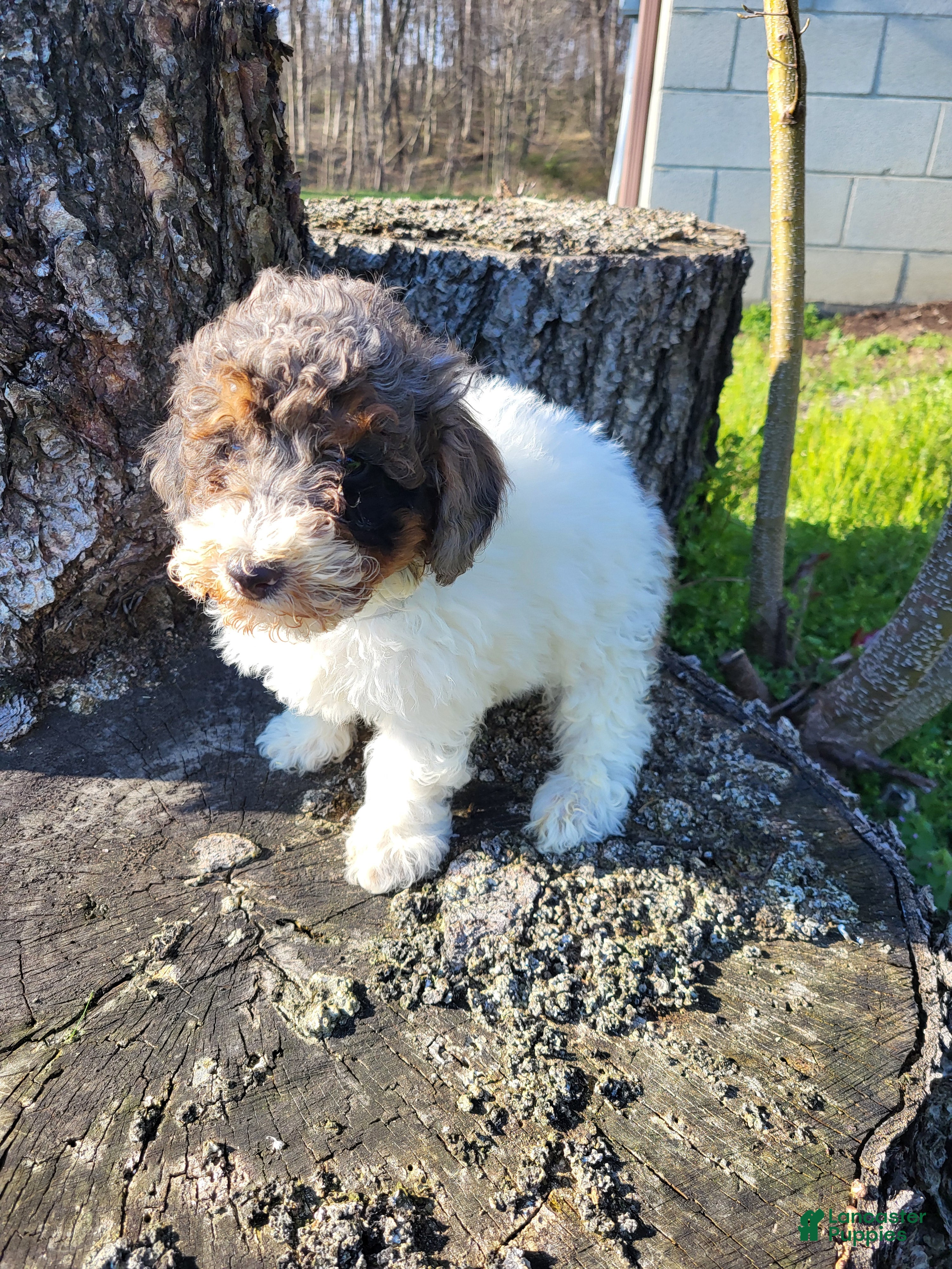 Miniature Poodle dogs Connor - Ad 1