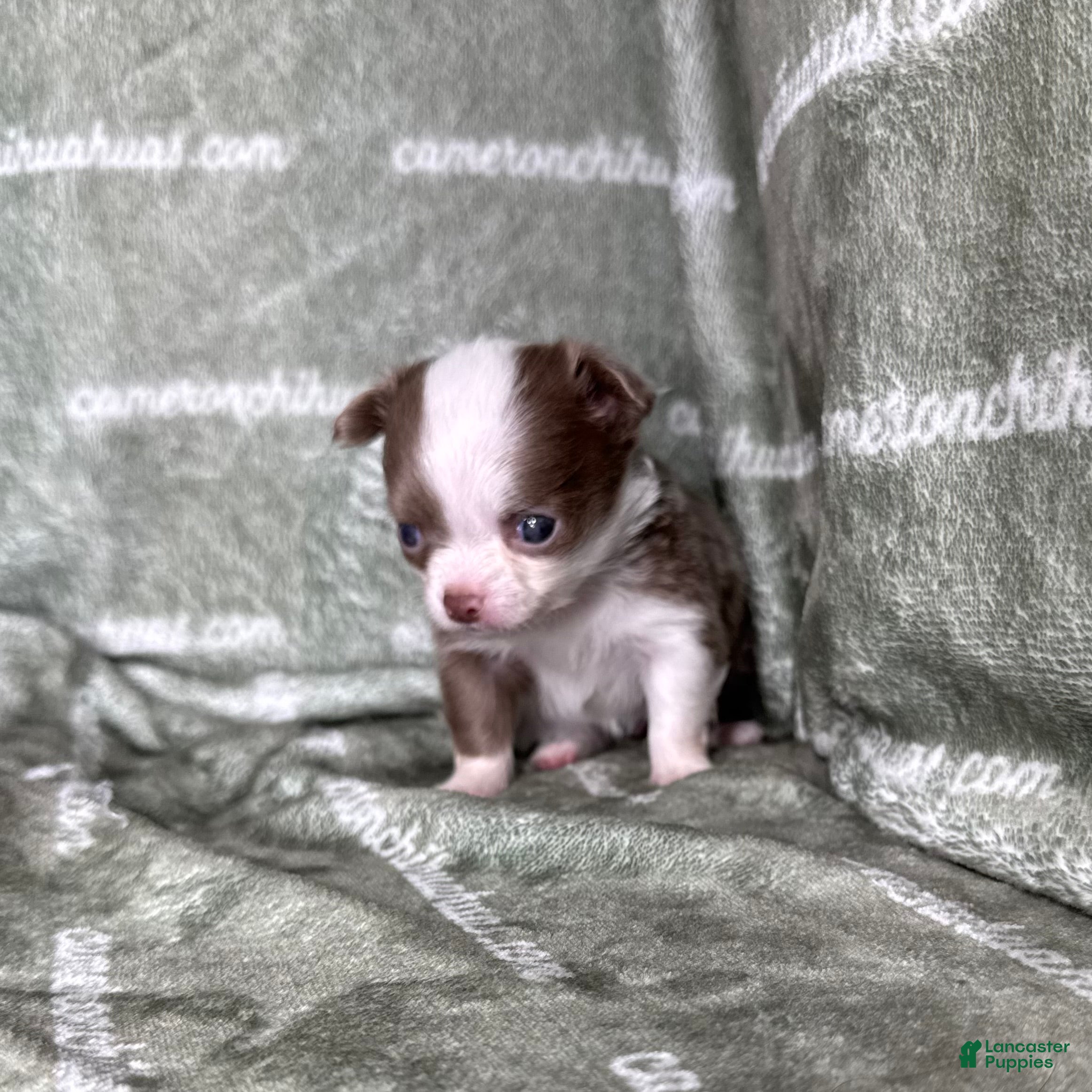 Chihuahua dogs Legacy Girl  - Ad 2
