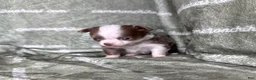 Chihuahua dogs for sale: Legacy Girl  - Ad 2