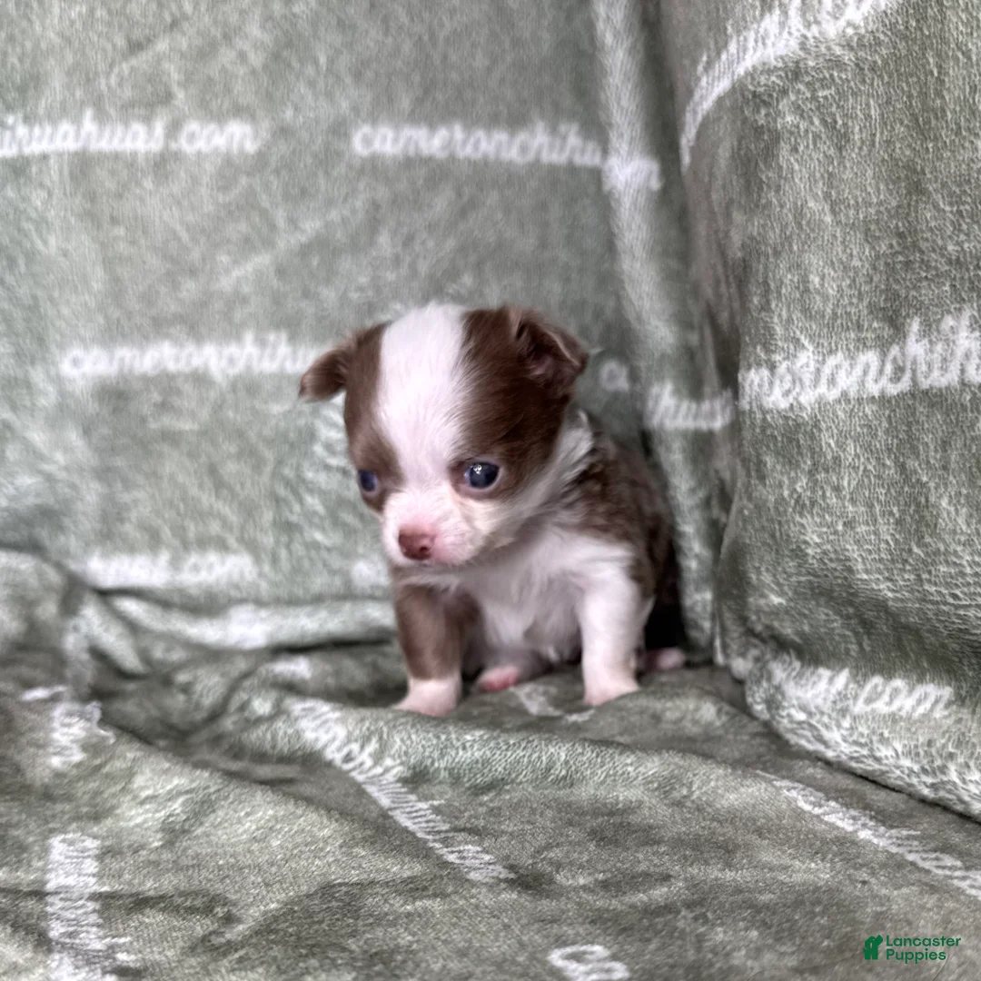 Chihuahua dogs for sale: Legacy Girl  - Ad 2
