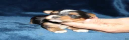Yorkshire Terrier dogs for sale: Allen - Ad 6