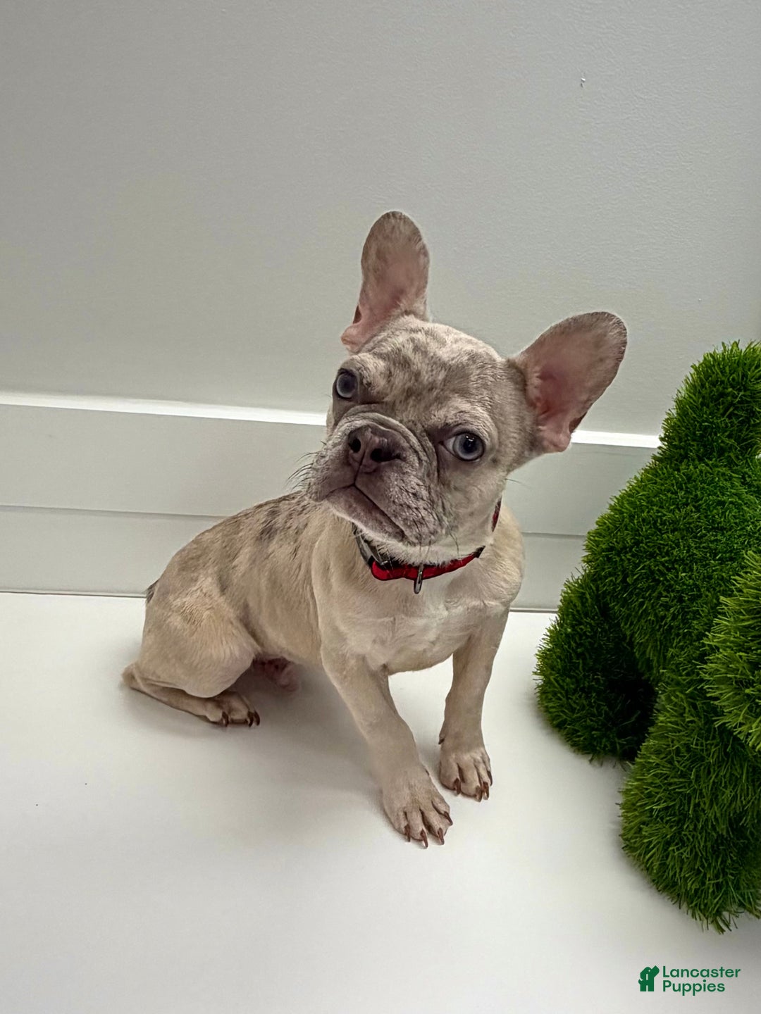 French Bulldog dogs for sale: Wake - Ad 2