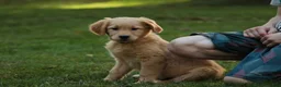 Golden Retriever dogs for sale: Meg Golden Retriever  - Ad 5