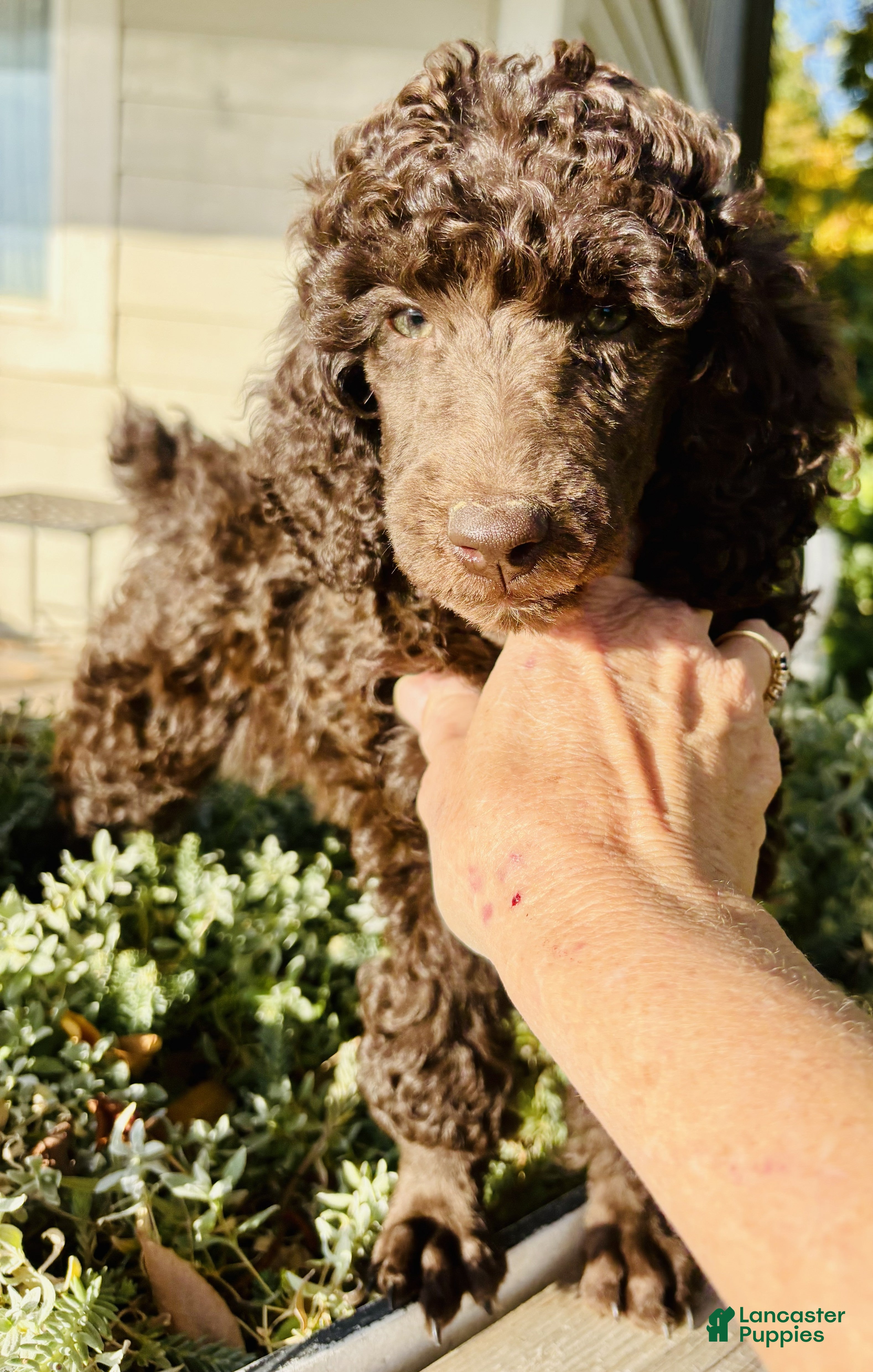 Standard Poodle dogs for sale: Standard Poodle 6 Dark Brown - Ad 1