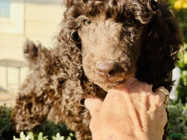 Standard Poodle dogs for sale: Standard Poodle 6 Dark Brown - Ad 1