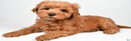 Mini Goldendoodle dogs for sale: Theo - Ad 9