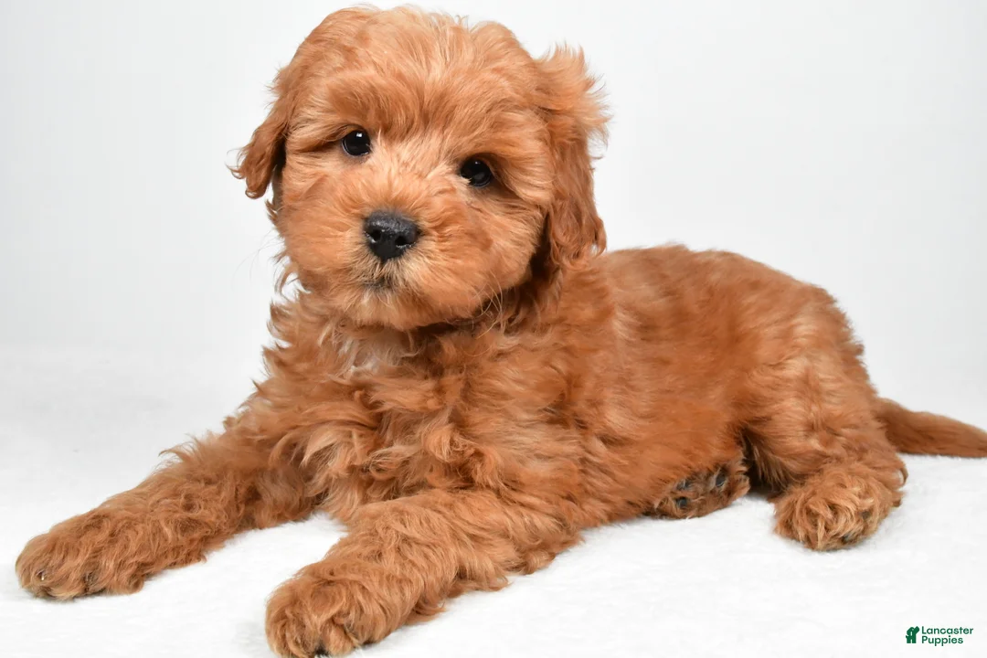 Mini Goldendoodle dogs for sale: Theo - Ad 9