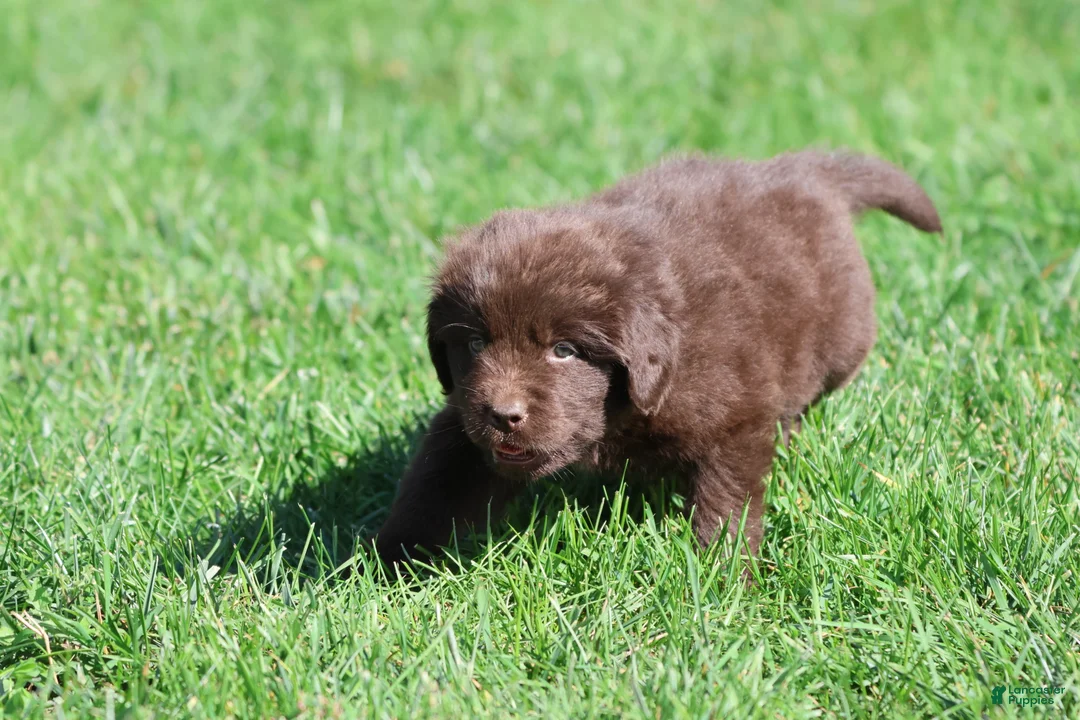 Newfoundland dogs for sale: Hot Cocoa - Ad 2