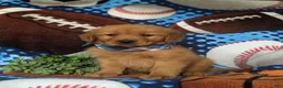 Golden Retriever dogs for sale: Robb - Ad 3