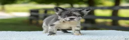 French Bulldog dogs for sale: Kendra - Ad 5