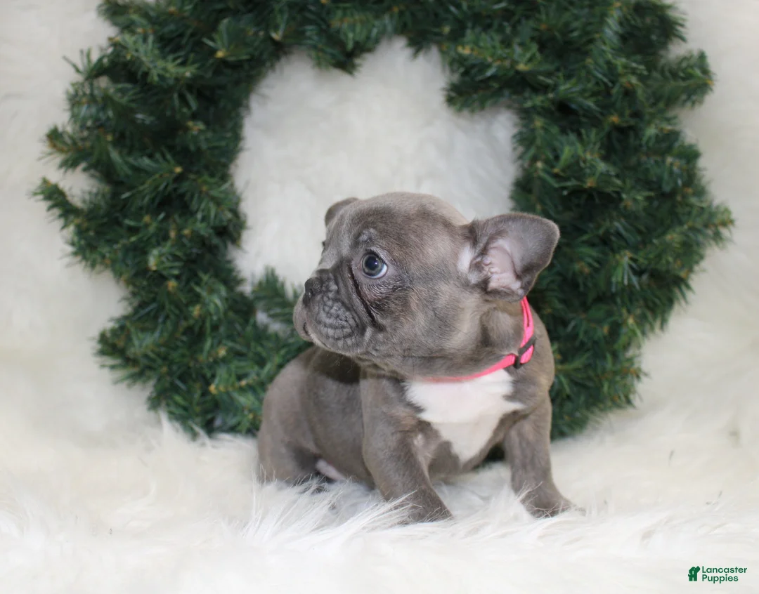 Mixed Breed dogs for sale: Sage - Ad 7